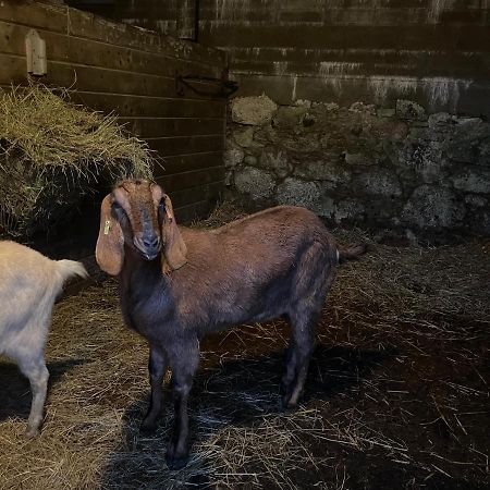 Отель Tor Royal Farm Принстаун Экстерьер фото